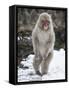 Japanese Macaque (Macaca Fuscata) Female Standing On Hind Legs In Snow, Jigokudani, Japan. February-Diane McAllister-Framed Stretched Canvas