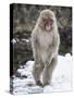 Japanese Macaque (Macaca Fuscata) Female Standing On Hind Legs In Snow, Jigokudani, Japan. February-Diane McAllister-Stretched Canvas