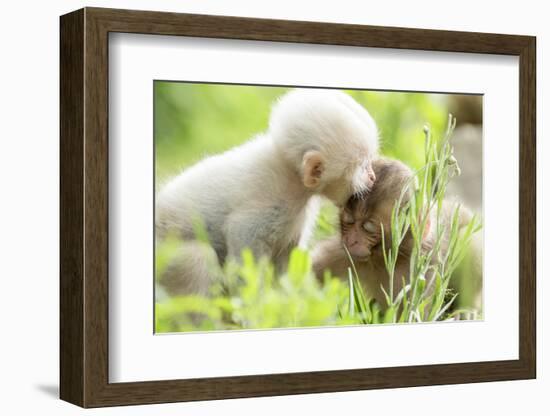 Japanese Macaque (Macaca Fuscata Fuscata) Rare White Furred Baby Playing with Another Baby-Yukihiro Fukuda-Framed Photographic Print