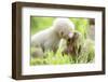 Japanese Macaque (Macaca Fuscata Fuscata) Rare White Furred Baby Playing with Another Baby-Yukihiro Fukuda-Framed Photographic Print