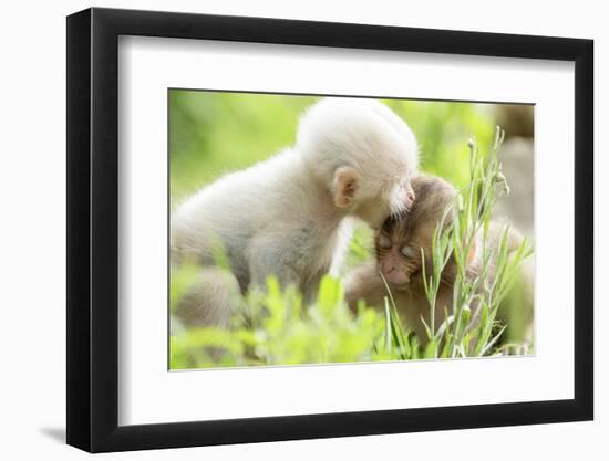 Japanese Macaque (Macaca Fuscata Fuscata) Rare White Furred Baby Playing with Another Baby-Yukihiro Fukuda-Framed Photographic Print