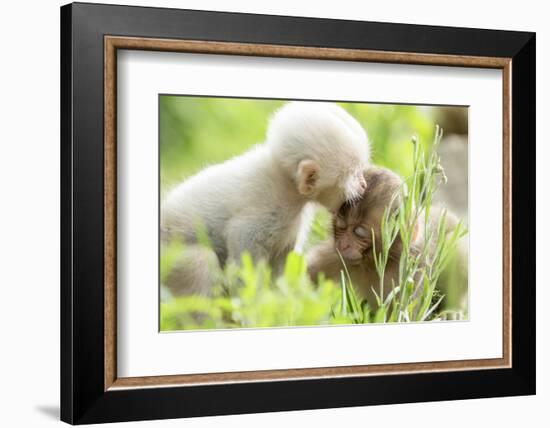 Japanese Macaque (Macaca Fuscata Fuscata) Rare White Furred Baby Playing with Another Baby-Yukihiro Fukuda-Framed Photographic Print