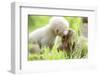 Japanese Macaque (Macaca Fuscata Fuscata) Rare White Furred Baby Playing with Another Baby-Yukihiro Fukuda-Framed Photographic Print