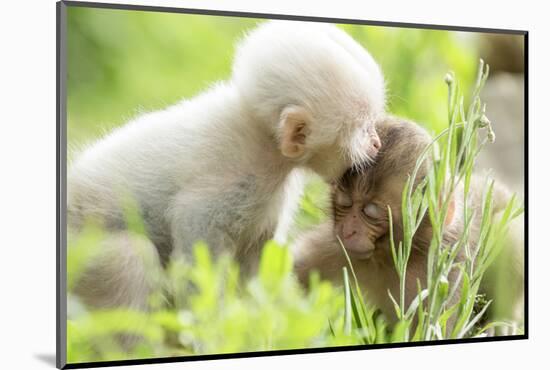 Japanese Macaque (Macaca Fuscata Fuscata) Rare White Furred Baby Playing with Another Baby-Yukihiro Fukuda-Mounted Photographic Print