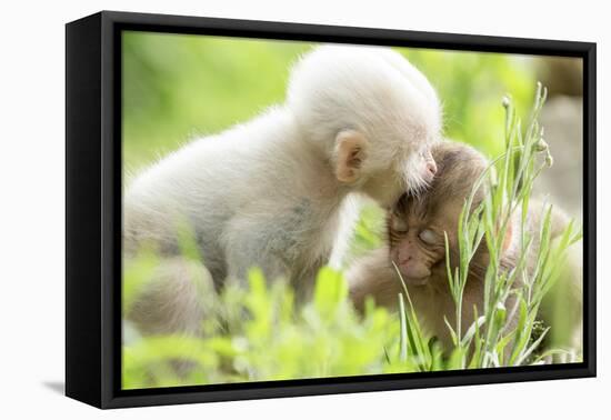 Japanese Macaque (Macaca Fuscata Fuscata) Rare White Furred Baby Playing with Another Baby-Yukihiro Fukuda-Framed Stretched Canvas