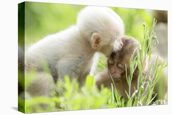 Japanese Macaque (Macaca Fuscata Fuscata) Rare White Furred Baby Playing with Another Baby-Yukihiro Fukuda-Stretched Canvas