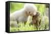 Japanese Macaque (Macaca Fuscata Fuscata) Rare White Furred Baby Playing with Another Baby-Yukihiro Fukuda-Framed Stretched Canvas