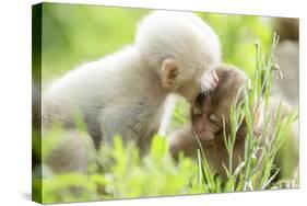 Japanese Macaque (Macaca Fuscata Fuscata) Rare White Furred Baby Playing with Another Baby-Yukihiro Fukuda-Stretched Canvas