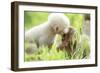 Japanese Macaque (Macaca Fuscata Fuscata) Rare White Furred Baby Playing with Another Baby-Yukihiro Fukuda-Framed Photographic Print