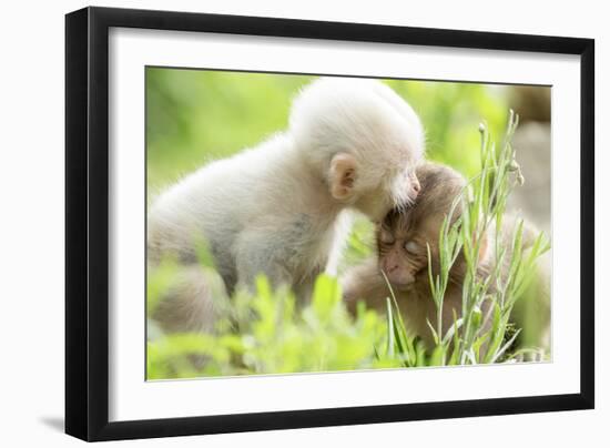 Japanese Macaque (Macaca Fuscata Fuscata) Rare White Furred Baby Playing with Another Baby-Yukihiro Fukuda-Framed Photographic Print