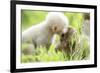 Japanese Macaque (Macaca Fuscata Fuscata) Rare White Furred Baby Playing with Another Baby-Yukihiro Fukuda-Framed Photographic Print