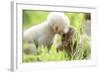 Japanese Macaque (Macaca Fuscata Fuscata) Rare White Furred Baby Playing with Another Baby-Yukihiro Fukuda-Framed Photographic Print