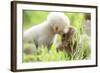 Japanese Macaque (Macaca Fuscata Fuscata) Rare White Furred Baby Playing with Another Baby-Yukihiro Fukuda-Framed Photographic Print