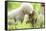 Japanese Macaque (Macaca Fuscata Fuscata) Rare White Furred Baby Playing with Another Baby-Yukihiro Fukuda-Framed Stretched Canvas