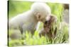 Japanese Macaque (Macaca Fuscata Fuscata) Rare White Furred Baby Playing with Another Baby-Yukihiro Fukuda-Stretched Canvas