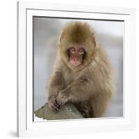 Japanese Macaque (Macaca Fuscata) Juvenile Portrait, Jigokudani, Japan. February-Diane McAllister-Framed Photographic Print