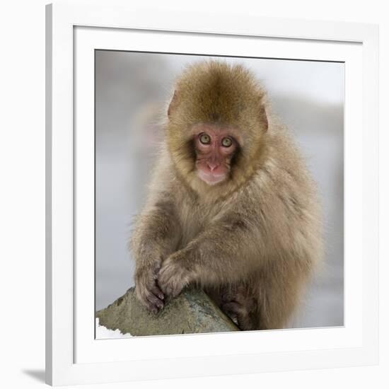 Japanese Macaque (Macaca Fuscata) Juvenile Portrait, Jigokudani, Japan. February-Diane McAllister-Framed Photographic Print