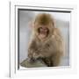 Japanese Macaque (Macaca Fuscata) Juvenile Portrait, Jigokudani, Japan. February-Diane McAllister-Framed Photographic Print