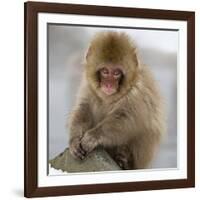 Japanese Macaque (Macaca Fuscata) Juvenile Portrait, Jigokudani, Japan. February-Diane McAllister-Framed Photographic Print