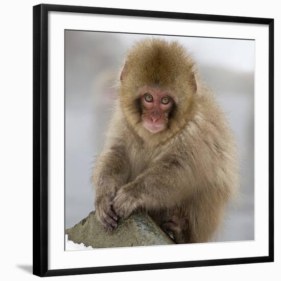 Japanese Macaque (Macaca Fuscata) Juvenile Portrait, Jigokudani, Japan. February-Diane McAllister-Framed Photographic Print