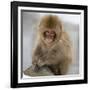 Japanese Macaque (Macaca Fuscata) Juvenile Portrait, Jigokudani, Japan. February-Diane McAllister-Framed Photographic Print