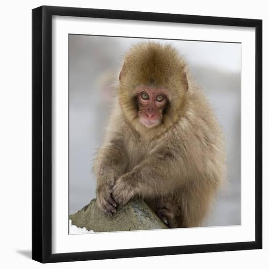 Japanese Macaque (Macaca Fuscata) Juvenile Portrait, Jigokudani, Japan. February-Diane McAllister-Framed Premium Photographic Print