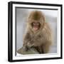 Japanese Macaque (Macaca Fuscata) Juvenile Portrait, Jigokudani, Japan. February-Diane McAllister-Framed Premium Photographic Print