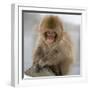 Japanese Macaque (Macaca Fuscata) Juvenile Portrait, Jigokudani, Japan. February-Diane McAllister-Framed Premium Photographic Print