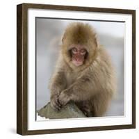 Japanese Macaque (Macaca Fuscata) Juvenile Portrait, Jigokudani, Japan. February-Diane McAllister-Framed Photographic Print