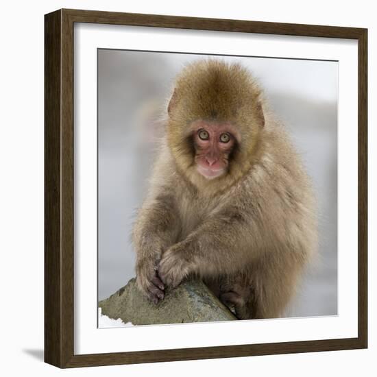 Japanese Macaque (Macaca Fuscata) Juvenile Portrait, Jigokudani, Japan. February-Diane McAllister-Framed Photographic Print
