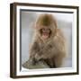 Japanese Macaque (Macaca Fuscata) Juvenile Portrait, Jigokudani, Japan. February-Diane McAllister-Framed Photographic Print