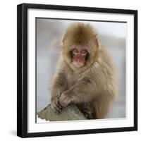 Japanese Macaque (Macaca Fuscata) Juvenile Portrait, Jigokudani, Japan. February-Diane McAllister-Framed Photographic Print