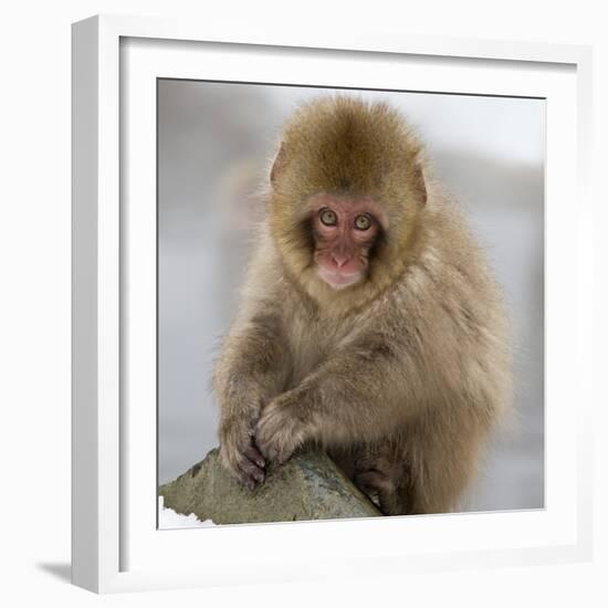 Japanese Macaque (Macaca Fuscata) Juvenile Portrait, Jigokudani, Japan. February-Diane McAllister-Framed Photographic Print