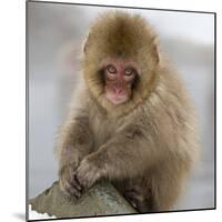 Japanese Macaque (Macaca Fuscata) Juvenile Portrait, Jigokudani, Japan. February-Diane McAllister-Mounted Photographic Print