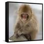 Japanese Macaque (Macaca Fuscata) Juvenile Portrait, Jigokudani, Japan. February-Diane McAllister-Framed Stretched Canvas