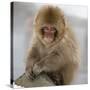 Japanese Macaque (Macaca Fuscata) Juvenile Portrait, Jigokudani, Japan. February-Diane McAllister-Stretched Canvas