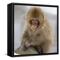 Japanese Macaque (Macaca Fuscata) Juvenile Portrait, Jigokudani, Japan. February-Diane McAllister-Framed Stretched Canvas