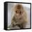 Japanese Macaque (Macaca Fuscata) Juvenile Portrait, Jigokudani, Japan. February-Diane McAllister-Framed Stretched Canvas