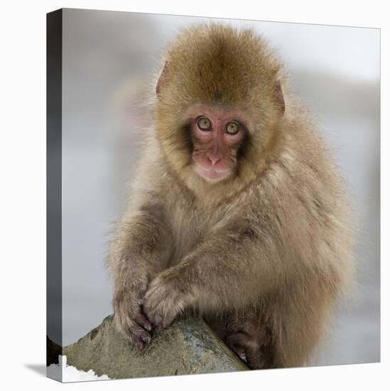 Japanese Macaque (Macaca Fuscata) Juvenile Portrait, Jigokudani, Japan. February-Diane McAllister-Stretched Canvas