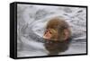 Japanese Macaque (Macaca Fuscata) Juvenile Swimming in Hot Spring, Jigokudani, Japan-Diane McAllister-Framed Stretched Canvas