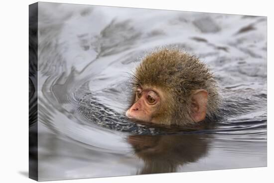 Japanese Macaque (Macaca Fuscata) Juvenile Swimming in Hot Spring, Jigokudani, Japan-Diane McAllister-Stretched Canvas