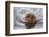 Japanese Macaque (Macaca Fuscata) Juvenile Swimming in Hot Spring, Jigokudani, Japan-Diane McAllister-Framed Photographic Print