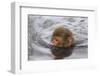 Japanese Macaque (Macaca Fuscata) Juvenile Swimming in Hot Spring, Jigokudani, Japan-Diane McAllister-Framed Photographic Print