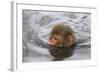 Japanese Macaque (Macaca Fuscata) Juvenile Swimming in Hot Spring, Jigokudani, Japan-Diane McAllister-Framed Photographic Print