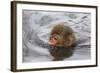 Japanese Macaque (Macaca Fuscata) Juvenile Swimming in Hot Spring, Jigokudani, Japan-Diane McAllister-Framed Photographic Print