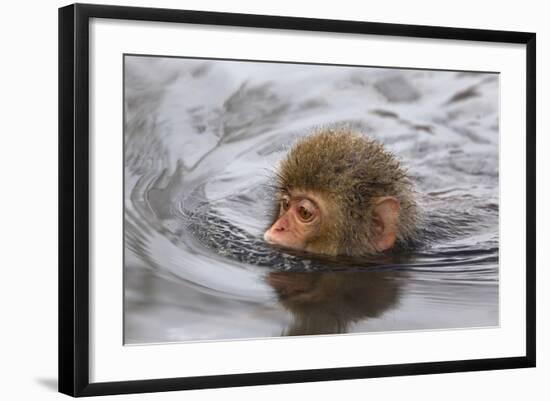 Japanese Macaque (Macaca Fuscata) Juvenile Swimming in Hot Spring, Jigokudani, Japan-Diane McAllister-Framed Photographic Print