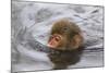 Japanese Macaque (Macaca Fuscata) Juvenile Swimming in Hot Spring, Jigokudani, Japan-Diane McAllister-Mounted Photographic Print