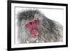 Japanese Macaque (Macaca Fuscata) Male Watching Another Male at the Monkey Park in Jigokudani-Diane McAllister-Framed Photographic Print