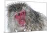 Japanese Macaque (Macaca Fuscata) Male Watching Another Male at the Monkey Park in Jigokudani-Diane McAllister-Mounted Photographic Print