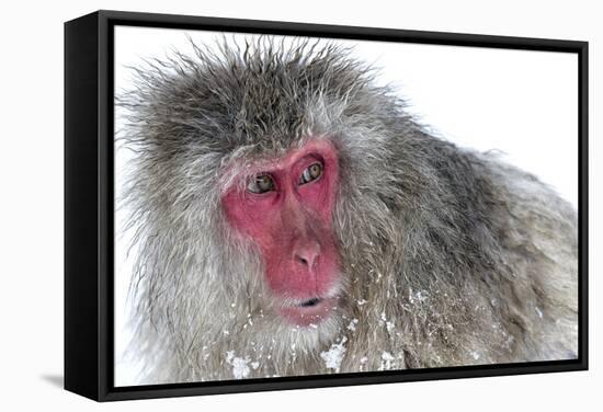 Japanese Macaque (Macaca Fuscata) Male Watching Another Male at the Monkey Park in Jigokudani-Diane McAllister-Framed Stretched Canvas